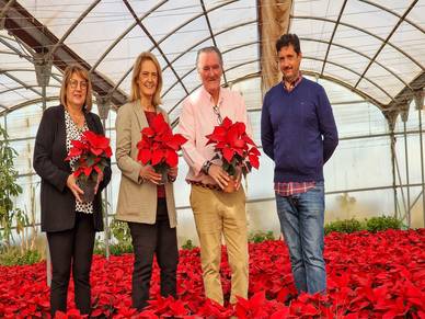 Motril se vestirá de Navidad con la plantación de 8.000 pascueros